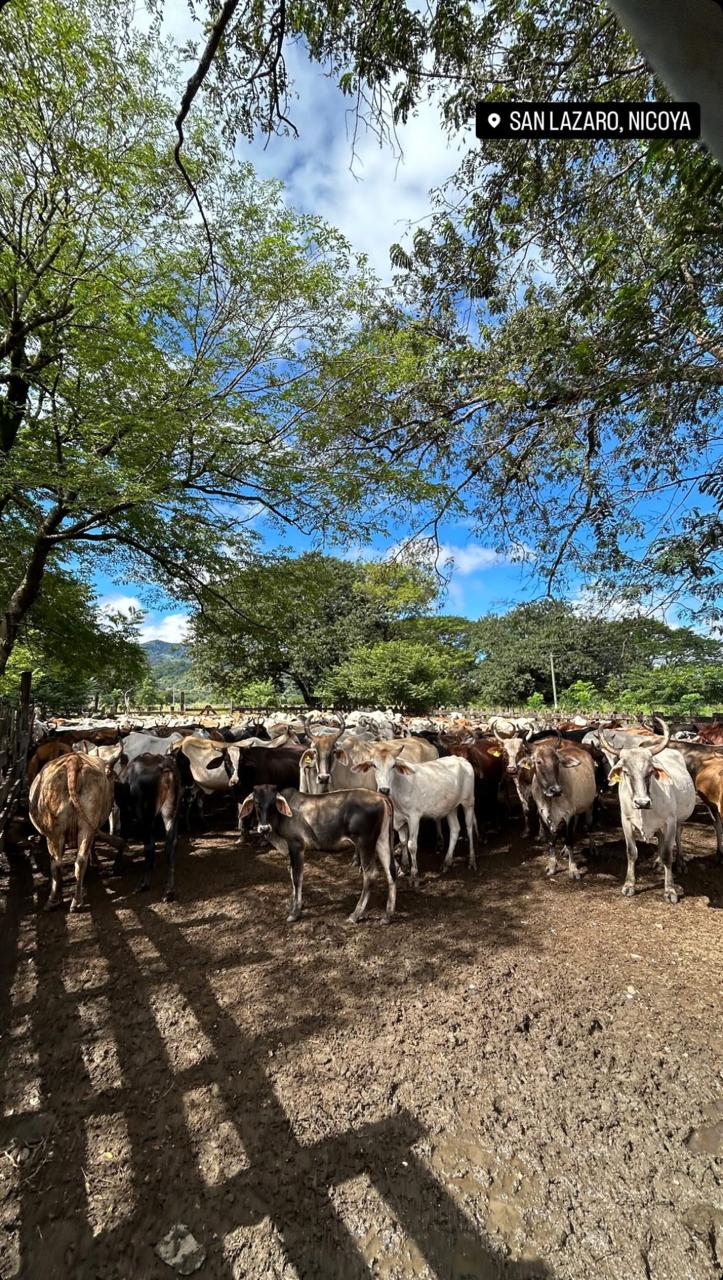 Ganado reunido en el corral en San Lázaro, Nicoya